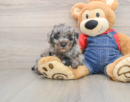 7 week old Poodle Puppy For Sale - Florida Fur Babies