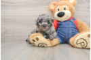 Hypoallergenic Poodle Purebred Pup