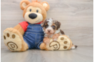 Popular Poodle Purebred Pup