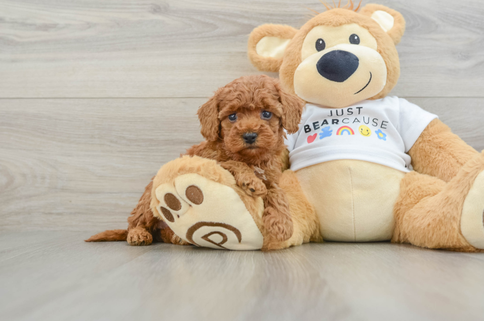 6 week old Poodle Puppy For Sale - Florida Fur Babies