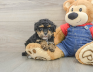 8 week old Poodle Puppy For Sale - Florida Fur Babies