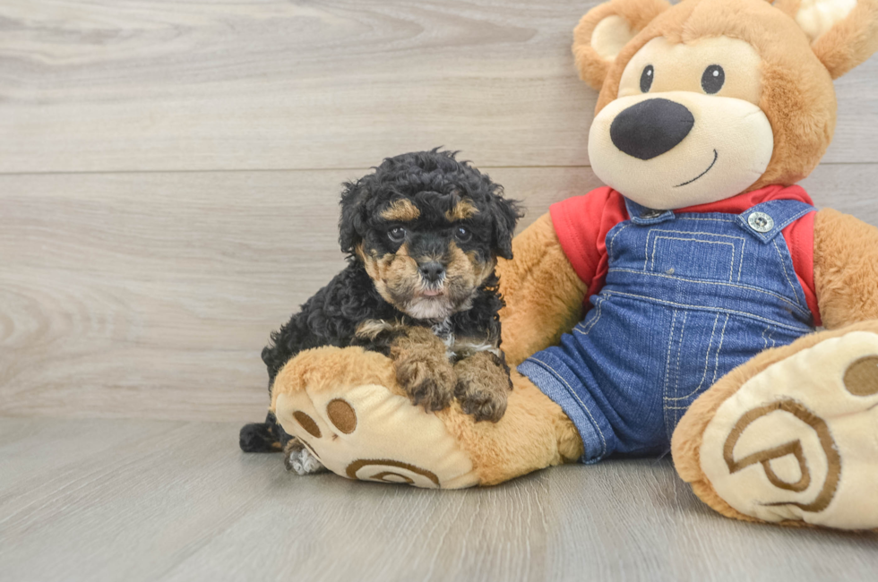 6 week old Poodle Puppy For Sale - Florida Fur Babies