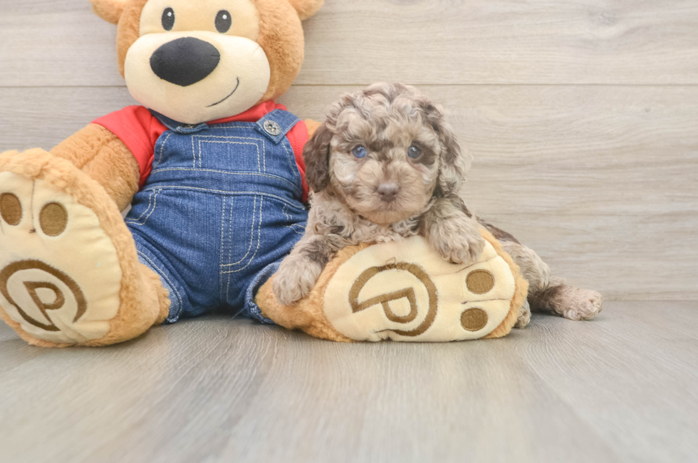5 week old Poodle Puppy For Sale - Florida Fur Babies