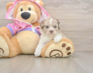 7 week old Poodle Puppy For Sale - Florida Fur Babies