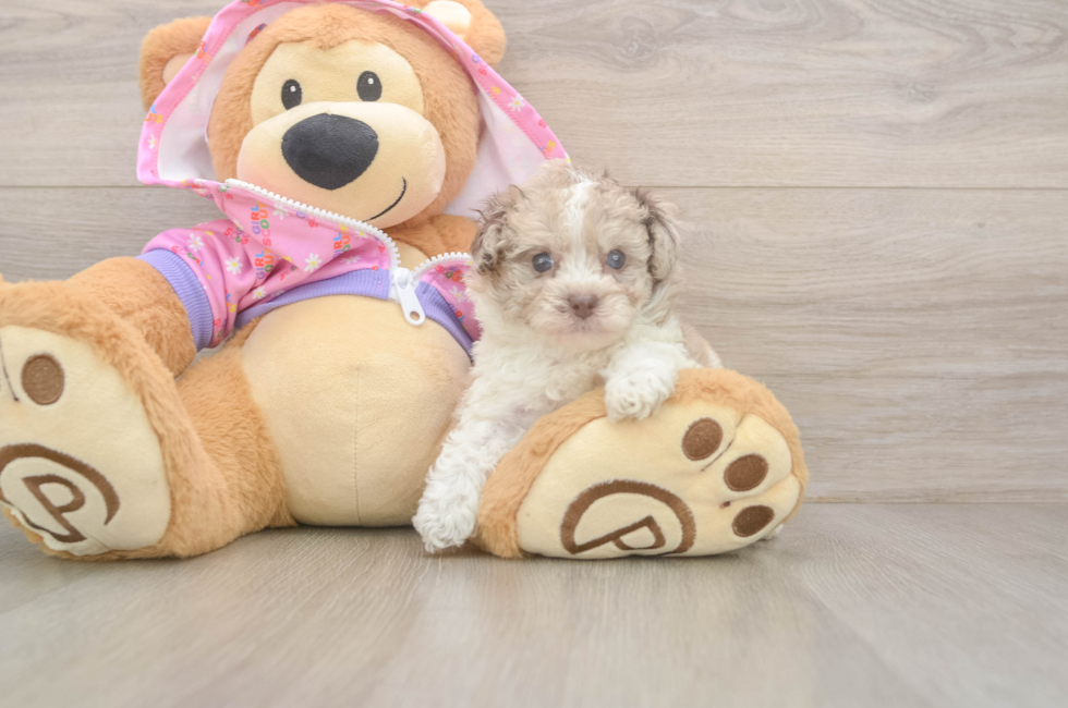 5 week old Poodle Puppy For Sale - Florida Fur Babies