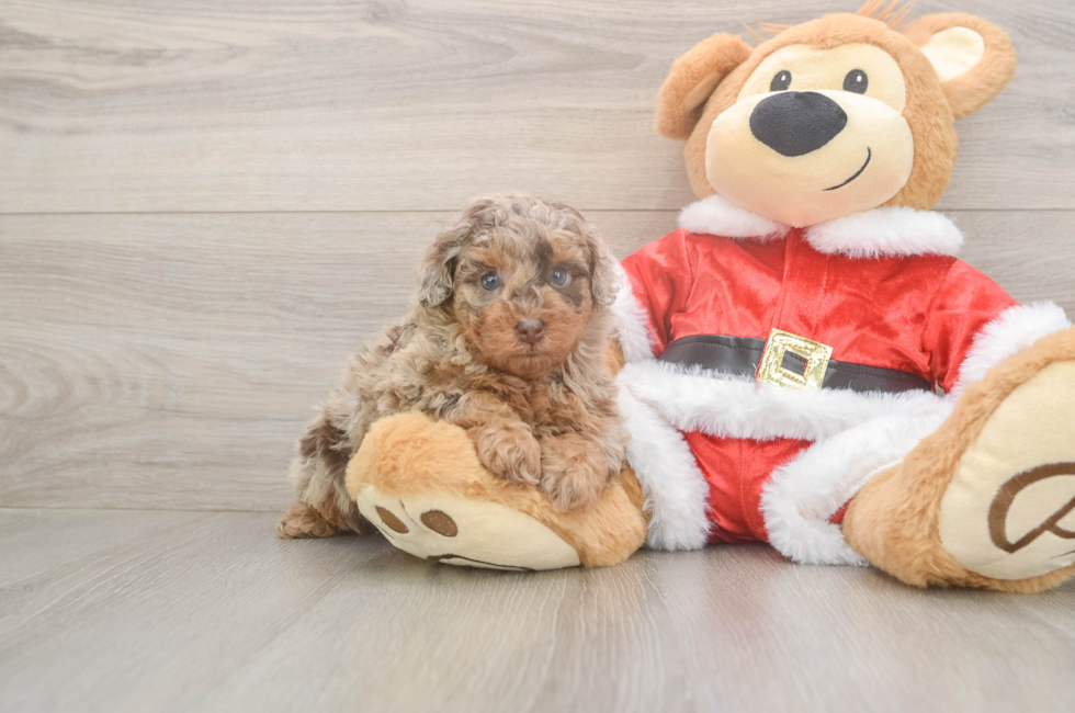 5 week old Poodle Puppy For Sale - Florida Fur Babies