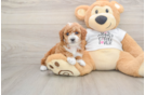Best Poodle Baby