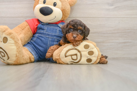 Akc Registered Poodle Purebred Pup