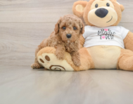 7 week old Poodle Puppy For Sale - Florida Fur Babies