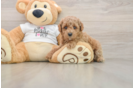 Best Poodle Baby