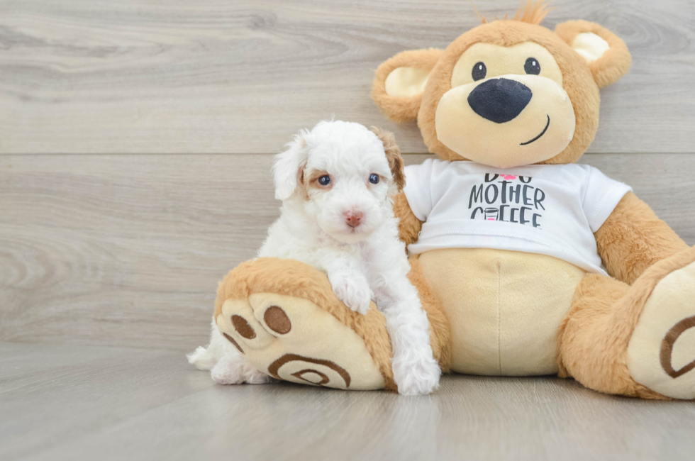 6 week old Poodle Puppy For Sale - Florida Fur Babies