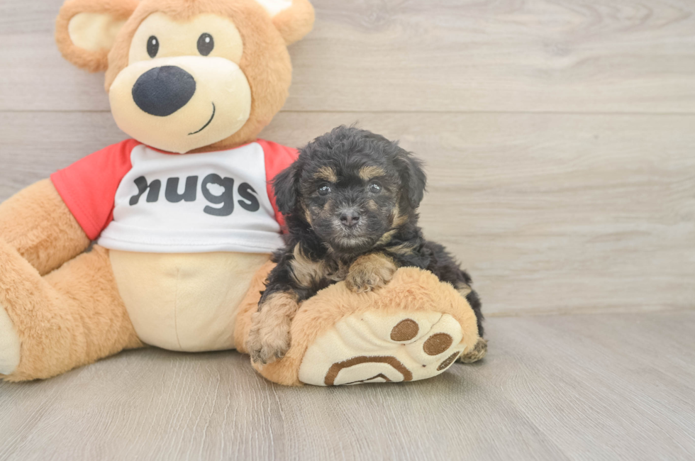 5 week old Poodle Puppy For Sale - Florida Fur Babies