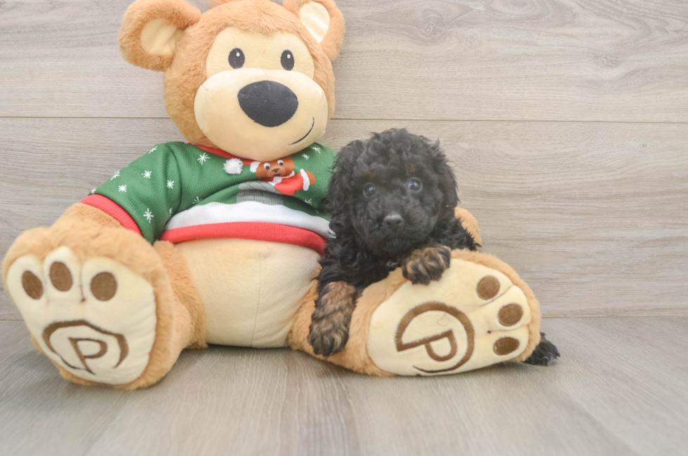 5 week old Poodle Puppy For Sale - Florida Fur Babies