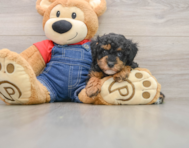 7 week old Poodle Puppy For Sale - Florida Fur Babies