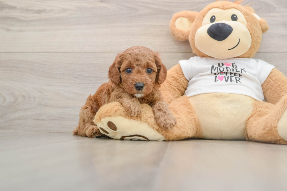 Poodle Puppy for Adoption