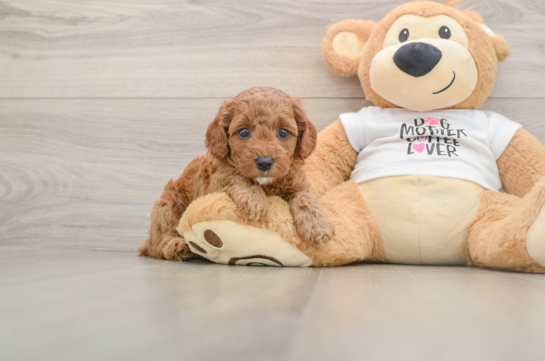 Poodle Puppy for Adoption