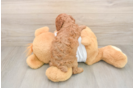 Akc Registered Poodle Purebred Pup