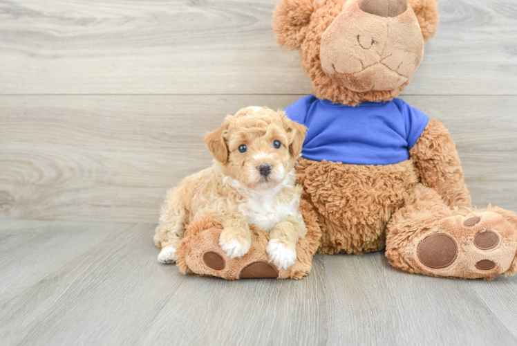 Friendly Poodle Baby