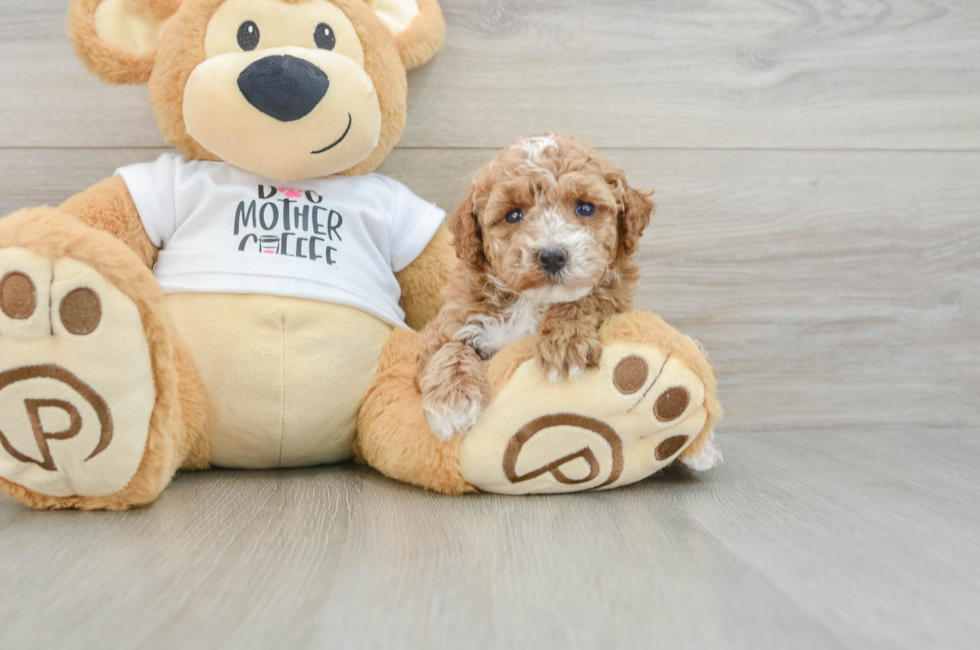 6 week old Poodle Puppy For Sale - Florida Fur Babies