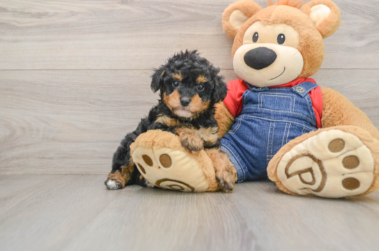 Poodle Puppy for Adoption