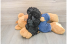 Cute Pudel Purebred Puppy