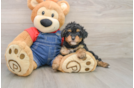 Best Poodle Baby