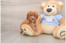 Poodle Puppy for Adoption