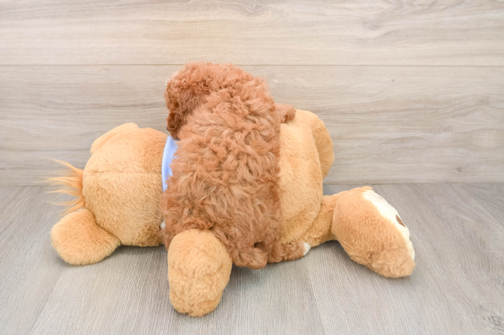 Poodle Puppy for Adoption