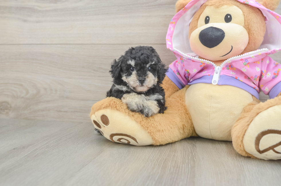 5 week old Poodle Puppy For Sale - Florida Fur Babies