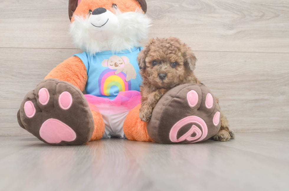 5 week old Poodle Puppy For Sale - Florida Fur Babies