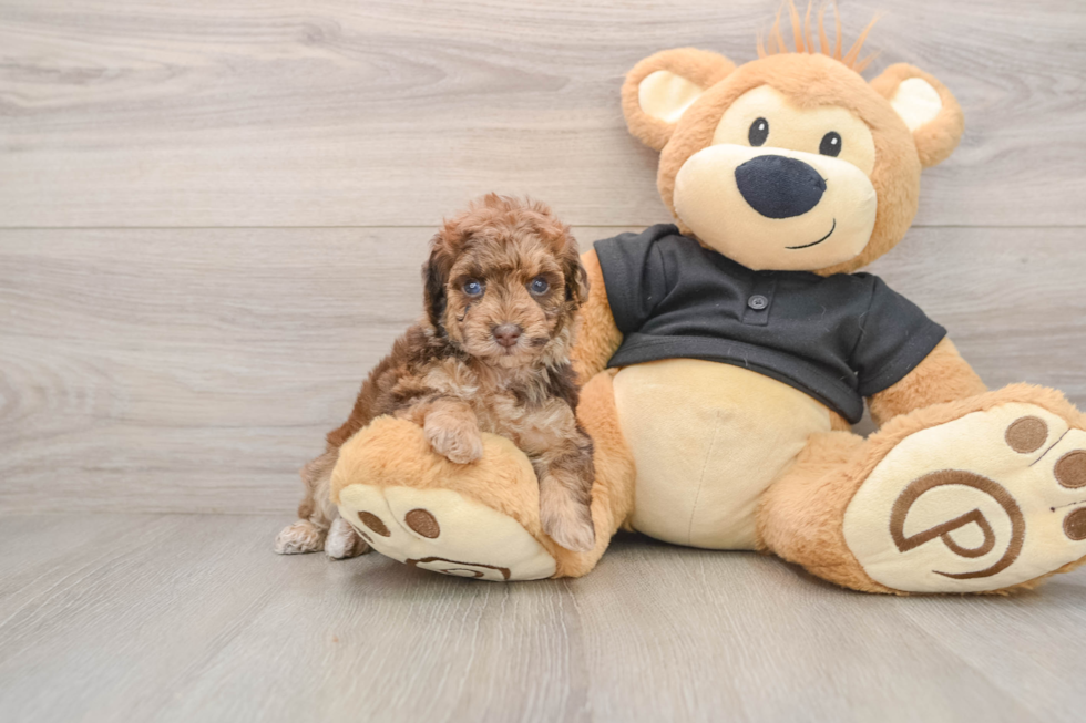 Poodle Puppy for Adoption