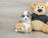 7 week old Poodle Puppy For Sale - Florida Fur Babies
