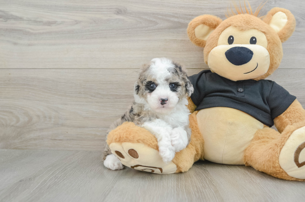 5 week old Poodle Puppy For Sale - Florida Fur Babies