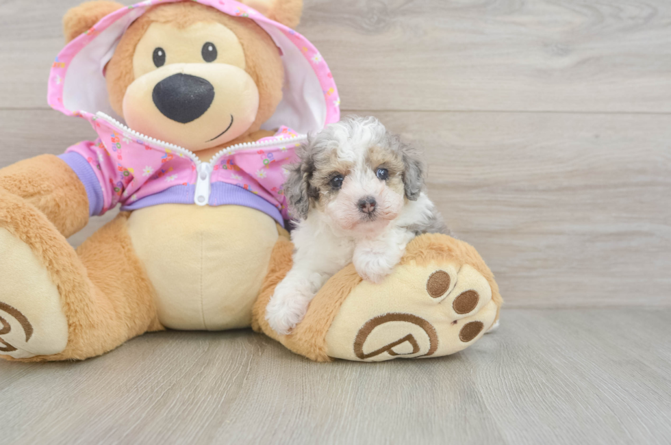 5 week old Poodle Puppy For Sale - Florida Fur Babies