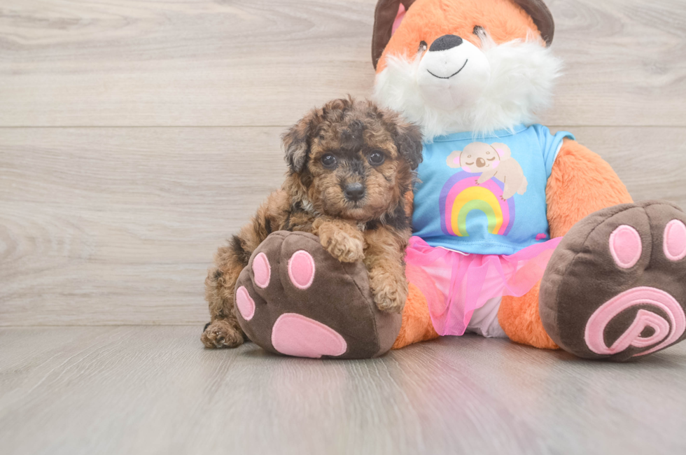 5 week old Poodle Puppy For Sale - Florida Fur Babies