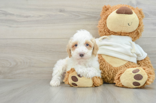 Little Poodle Purebred Pup