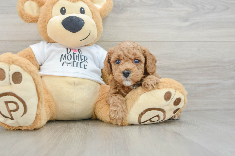6 week old Poodle Puppy For Sale - Florida Fur Babies