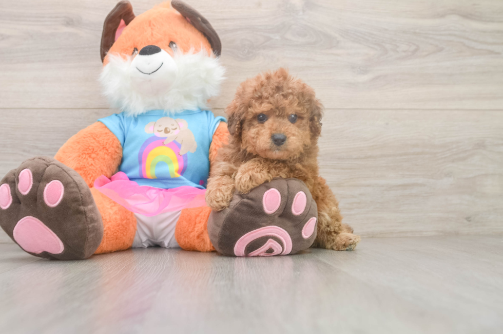 5 week old Poodle Puppy For Sale - Florida Fur Babies