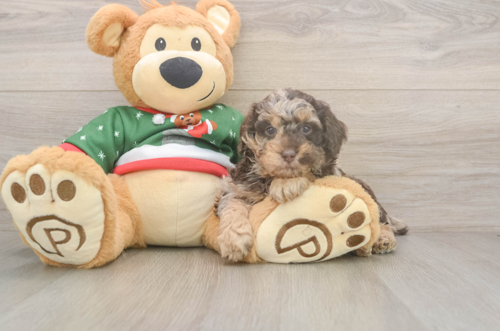 5 week old Poodle Puppy For Sale - Florida Fur Babies