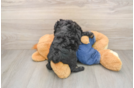 Popular Poodle Purebred Pup