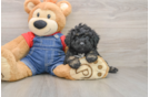 Cute Pudel Purebred Puppy