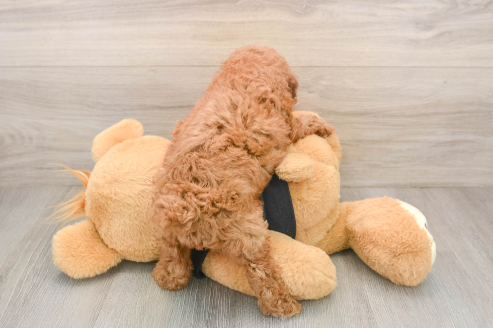Poodle Pup Being Cute