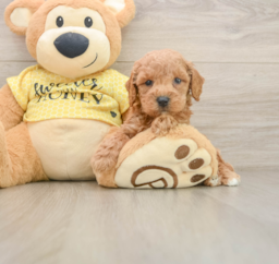 6 week old Poodle Puppy For Sale - Florida Fur Babies