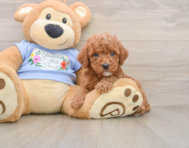 8 week old Poodle Puppy For Sale - Florida Fur Babies