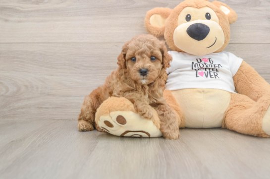 Poodle Puppy for Adoption