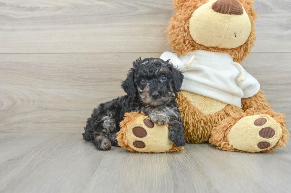 8 week old Poodle Puppy For Sale - Florida Fur Babies