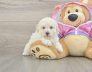 7 week old Poodle Puppy For Sale - Florida Fur Babies