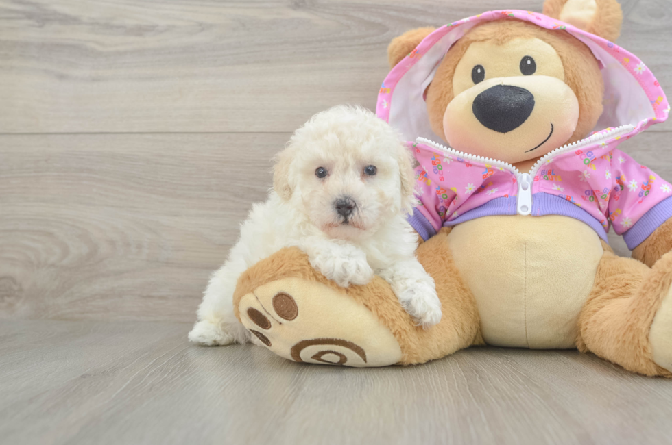 5 week old Poodle Puppy For Sale - Florida Fur Babies