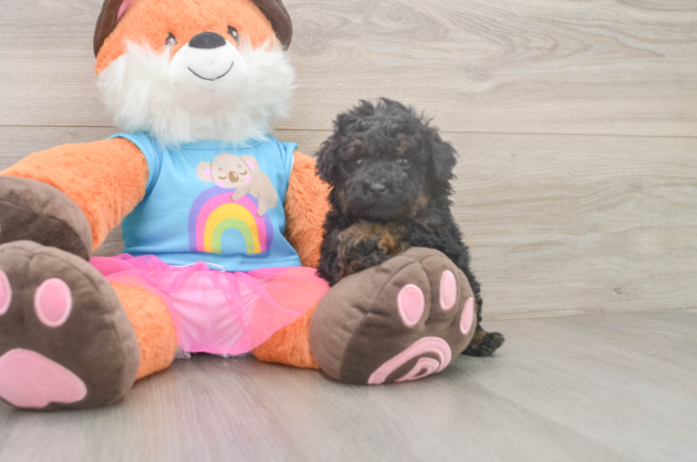 5 week old Poodle Puppy For Sale - Florida Fur Babies