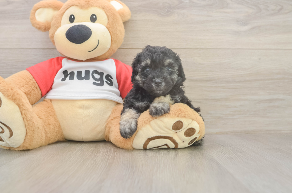5 week old Poodle Puppy For Sale - Florida Fur Babies